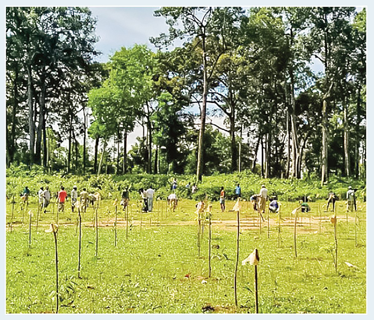 বৃক্ষরোপণ ও সুরক্ষায় ৮ দফা প্রস্তাব