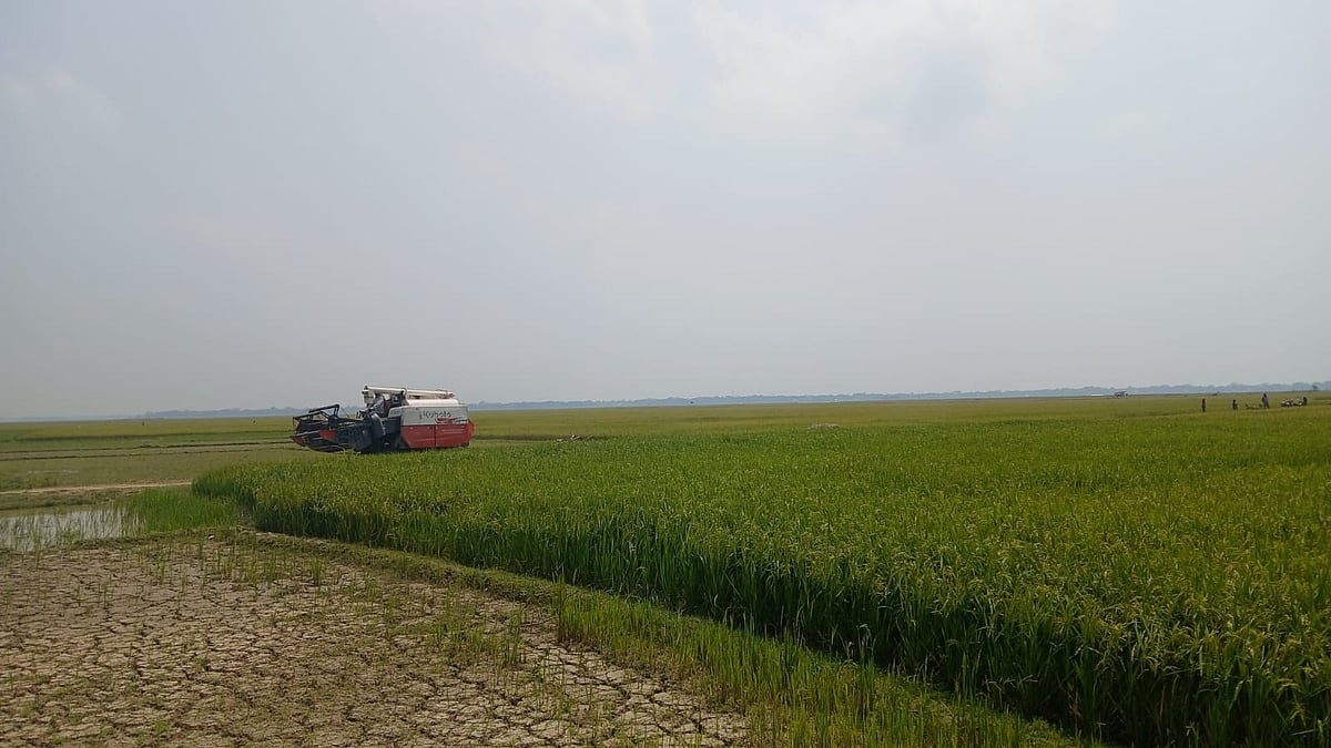 নেত্রকোনায় হাওরে পুরোদমে ধান কাটা শুরু, ডিজেল সহজলভ্য করার উদ্যোগ