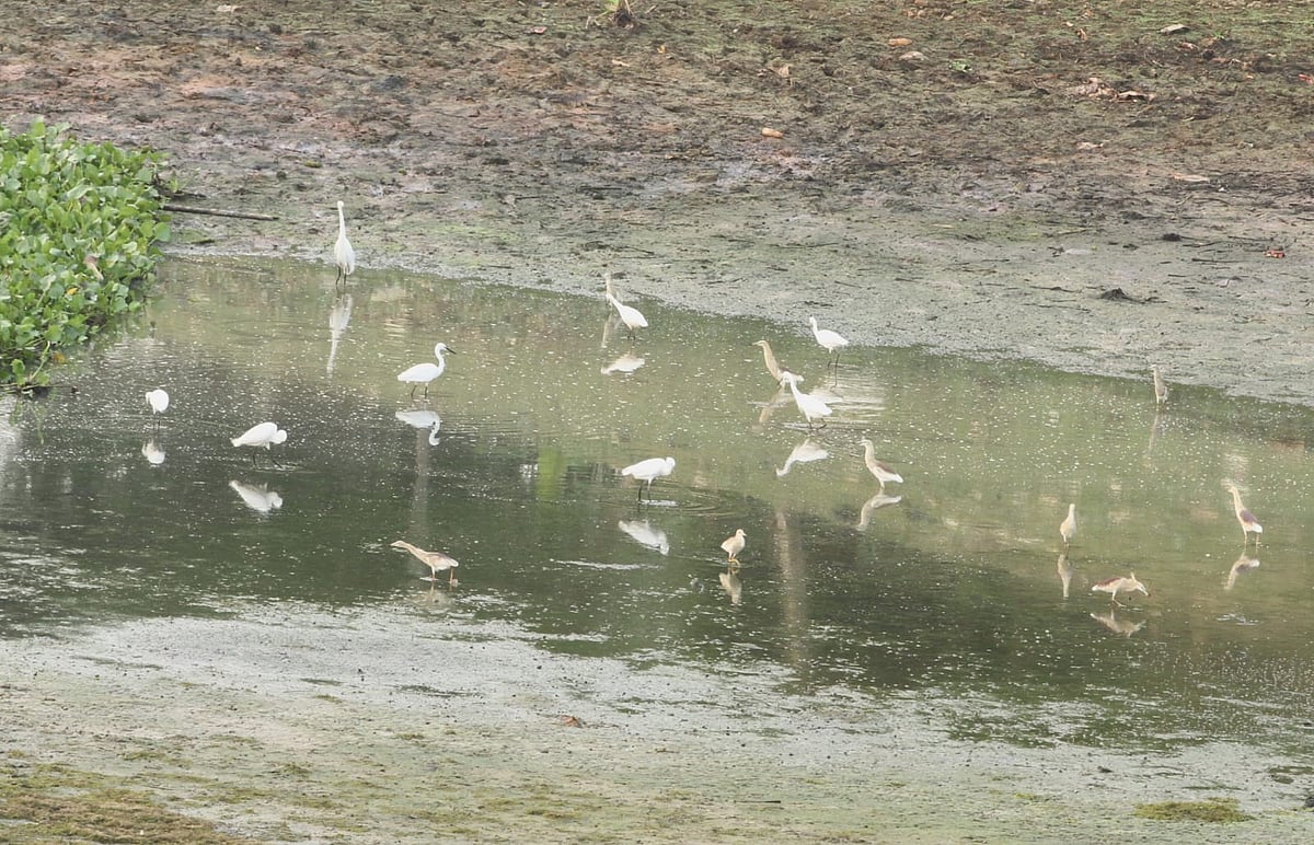 অগভীর পানিতে খাবারের খোঁজে সাদা বকের দল 