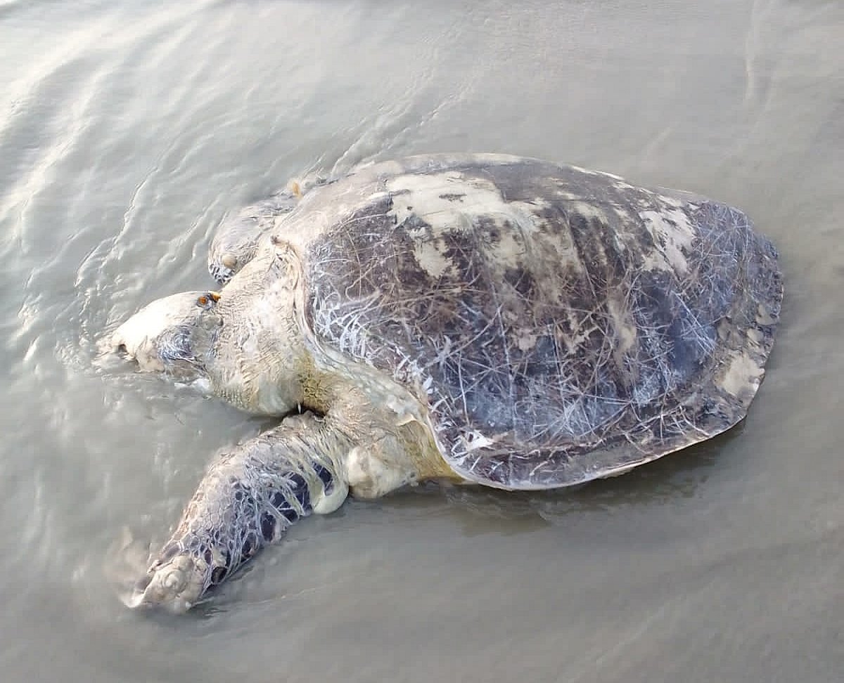 কুয়াকাটা সৈকতে আবারও ভেসে এল মৃত অলিভ রিডলি কচ্ছপ