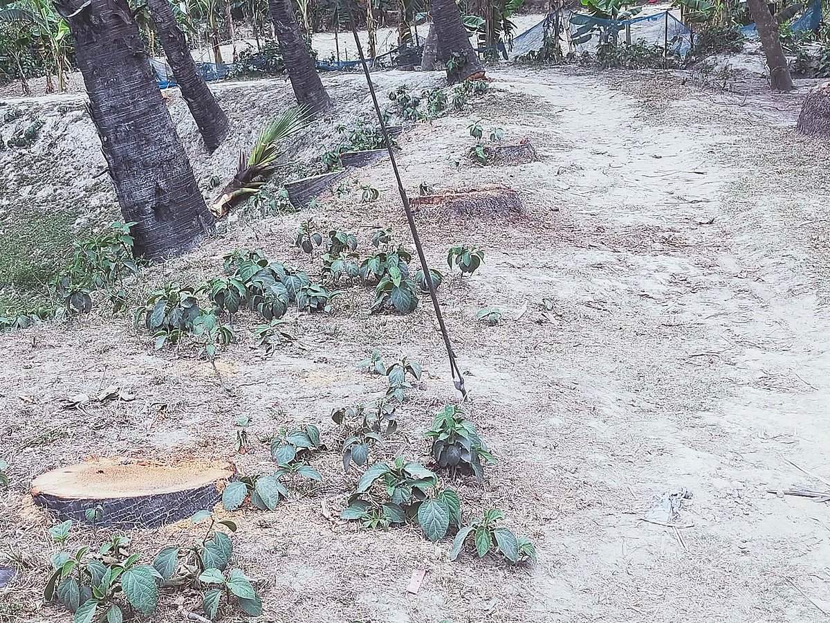 সিরাজগঞ্জে মাদ্রাসার পুকুরপাড়ের তালগাছ কেটে বিক্রি, ইউএনওর কাছে অভিযোগ