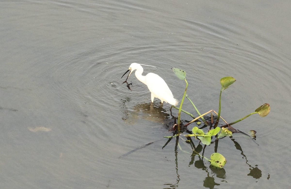 কাপ্তাইয়ে সাদা বকের মাছ ধরা