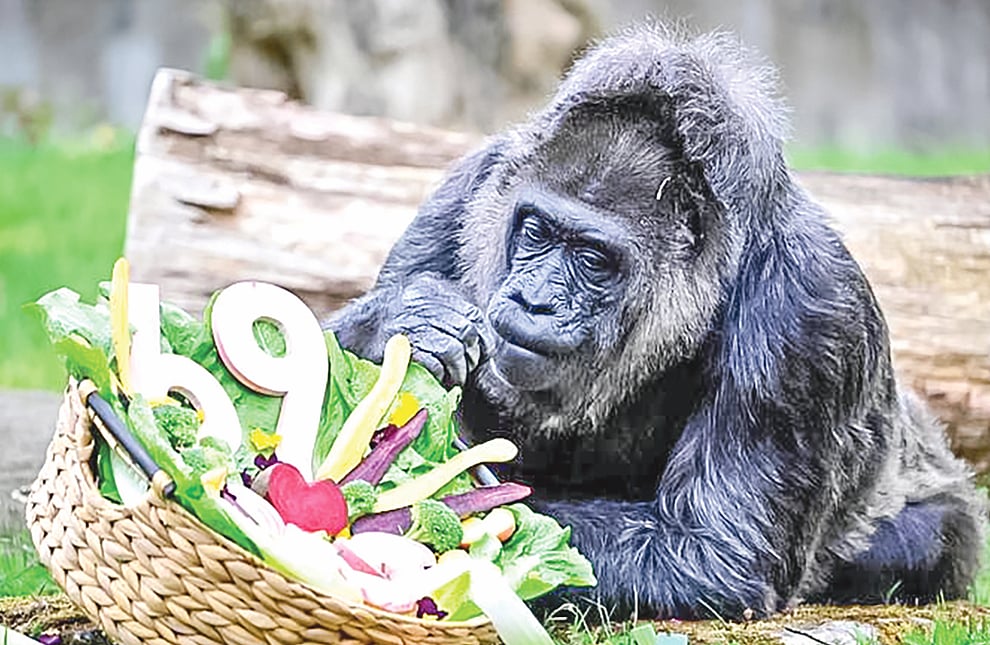 বিশ্বের সবচেয়ে বেশি বয়সী গরিলার জন্মদিন উদ্‌যাপন