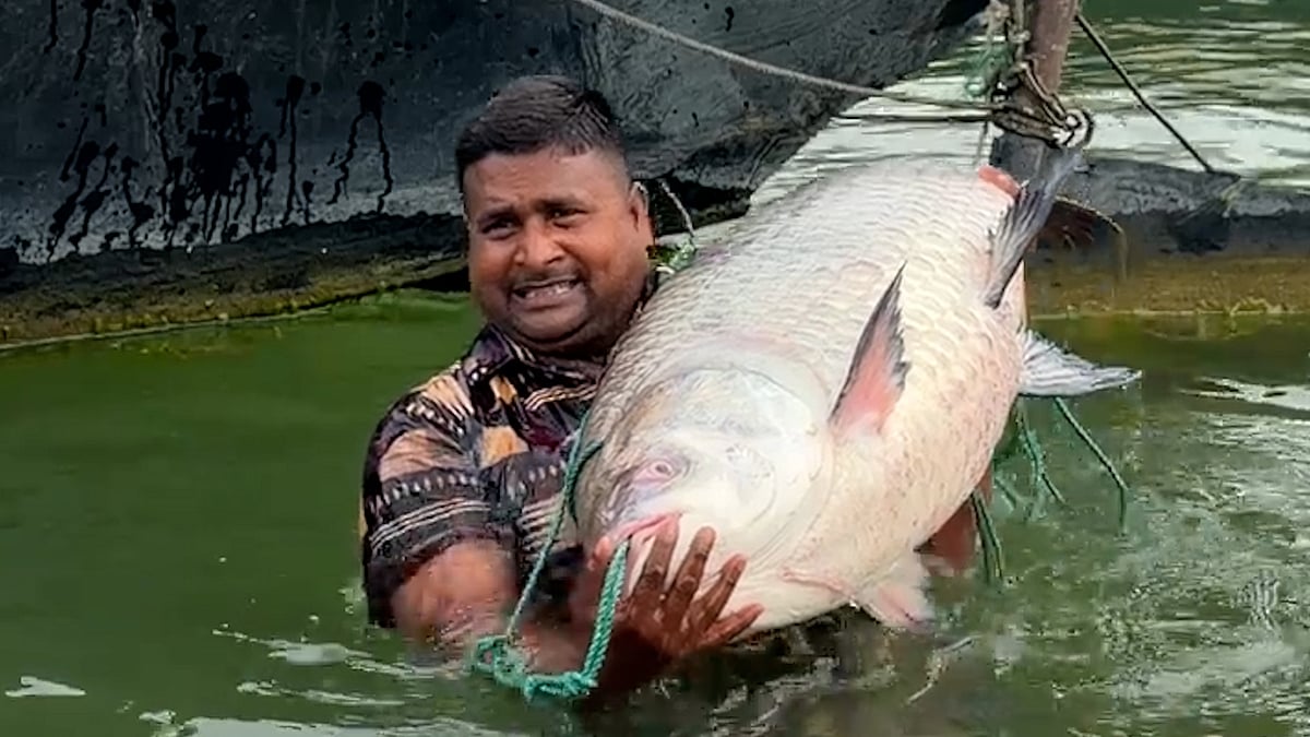 পদ্মায় জেলের জালে ২৫ কেজির কাতলা