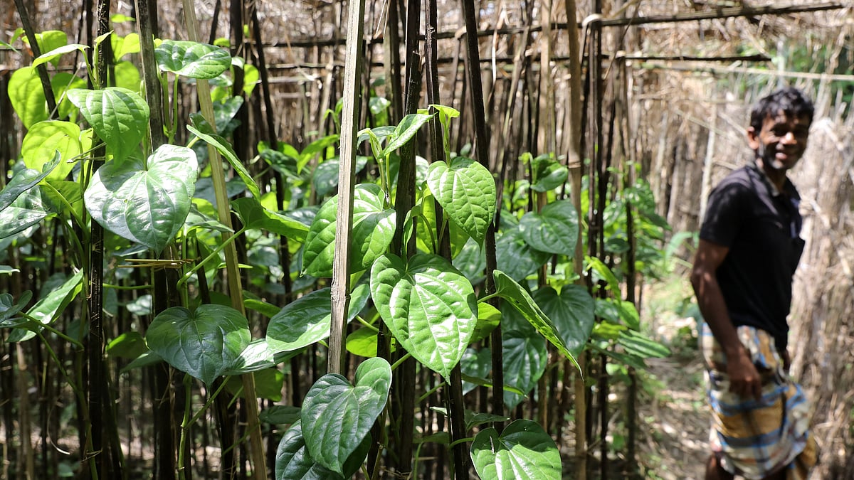 বাঁশের লাঠি বেয়ে তরতরিয়ে উঠেছে সবুজ–সতেজ পান
