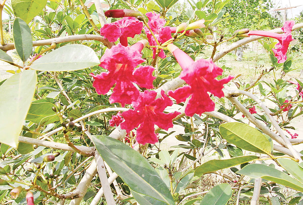 দেশে নবীন দুই ফুল