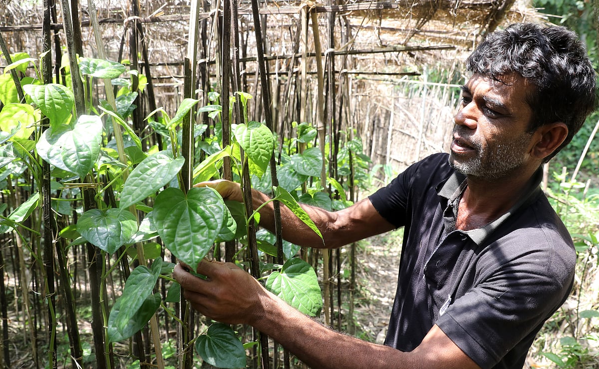 বগুড়ায় পানের বরজ