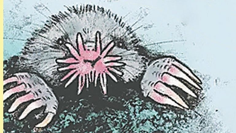 স্তন্যপায়ীদের মধ্যে যে প্রাণীর নাক সবচেয়ে সংবেদনশীল