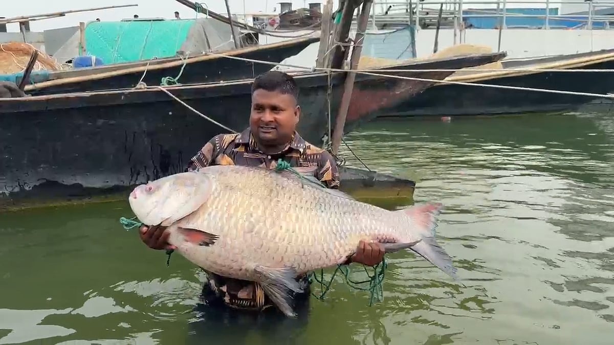 পদ্মা নদীতে ধরা পড়ল ২৫ কেজির কাতলা, প্রায় অর্ধলক্ষ টাকায় বিক্রি