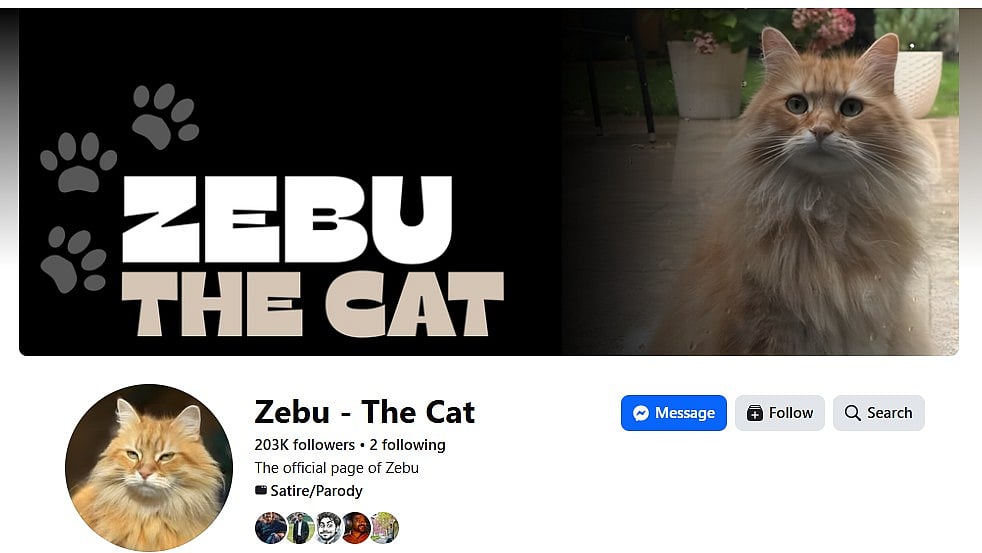 সামাজিক যোগাযোগমাধ্যমে ভিন্নধর্মী তারকা বিড়াল জেবু