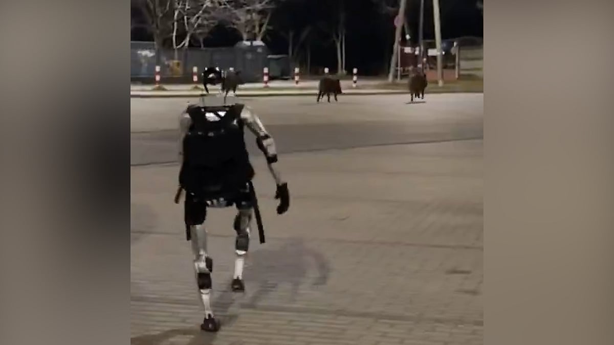 পোল্যান্ডের রাস্তায় রোবটের ধাওয়া খেয়ে পালাল পশুর দল