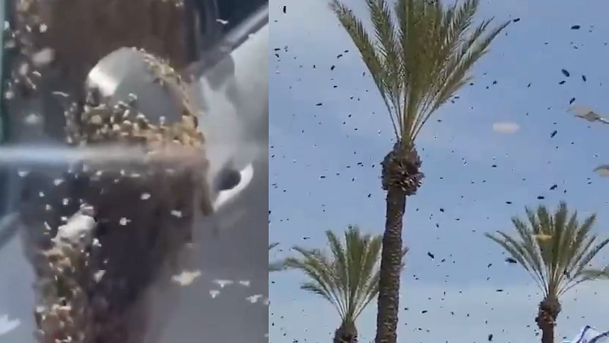 ইসরায়েলের শহরে হাজার হাজার মৌমাছি, আতঙ্কে ঘরবন্দী মানুষ