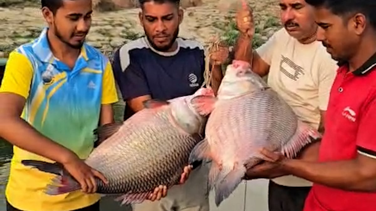 পদ্মায় ধরা পড়েছে দুটি বিশাল কাতলা মাছ, বিক্রি হয়েছে ৯৫ হাজার টাকায়