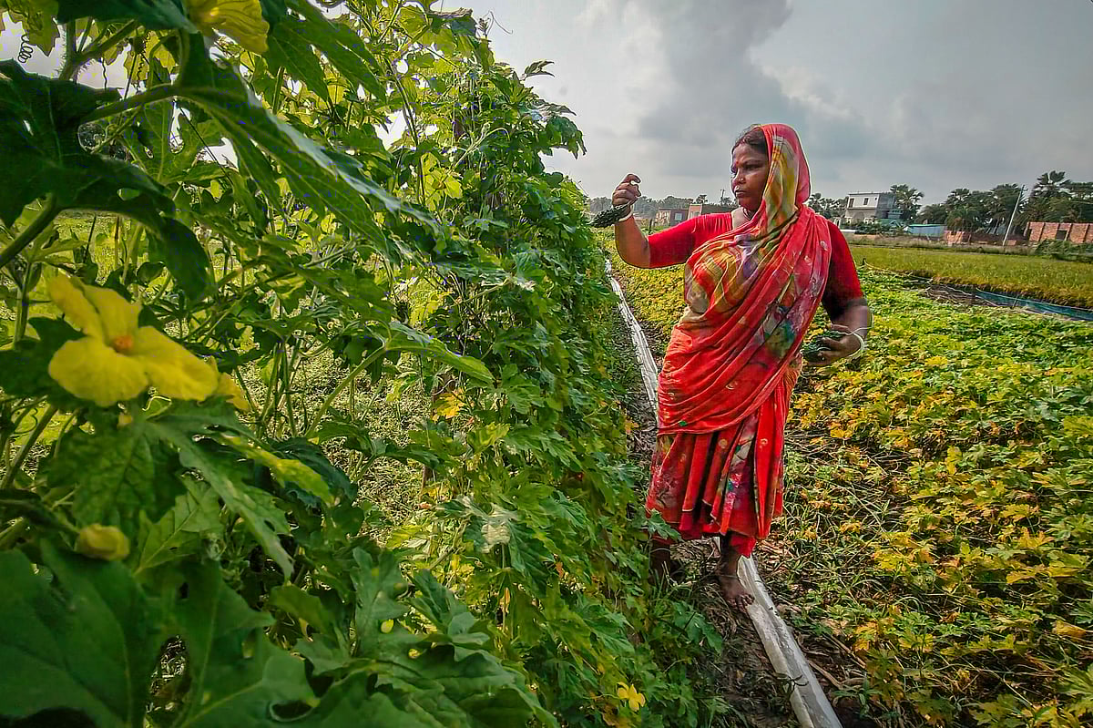 ছবি: সাদ্দাম হোসেন 