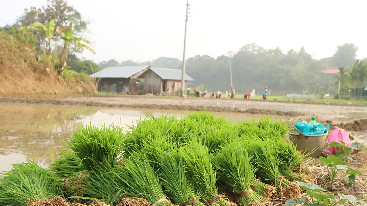 কুয়াশাচ্ছন্ন শীতের সকালে রোপণের জন্য রাখা হয়েছে আউশ ধানের চারা