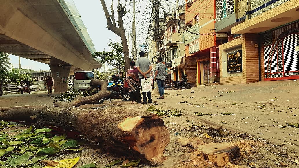 রাজশাহীতে সড়ক সম্প্রসারণের জন্য কাটা হচ্ছে ৩০ কাঠবাদামগাছ