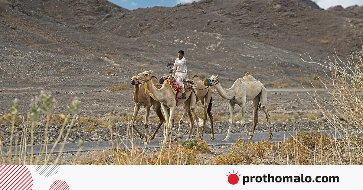 প্রাণীর অধিকার রক্ষায় ইসলামের ১০ নীতি প্রাণীর অধিকার রক্ষায় ইসলামের ১০ নীতি