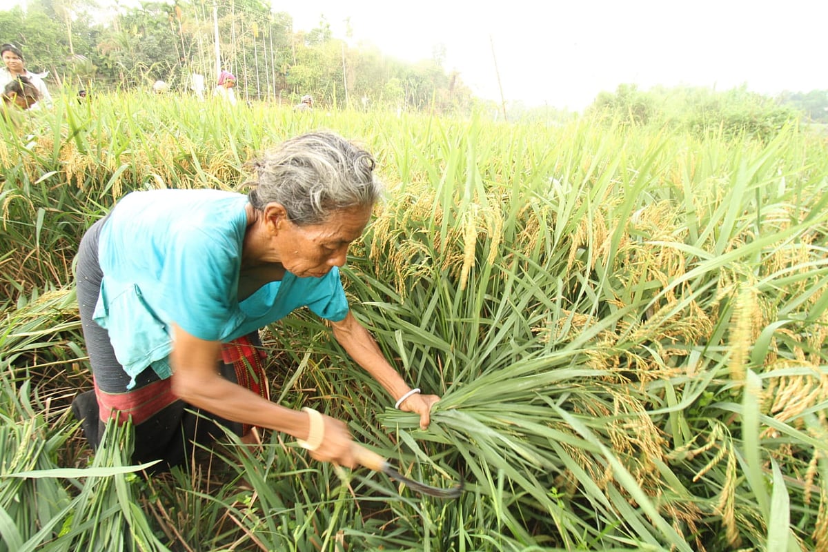 পাহাড়ে উঠছে আউশ ধান