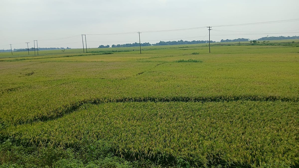 নেত্রকোনার হাওরে বোরো ধানে কৃষকের স্বস্তি, আছে শঙ্কাও