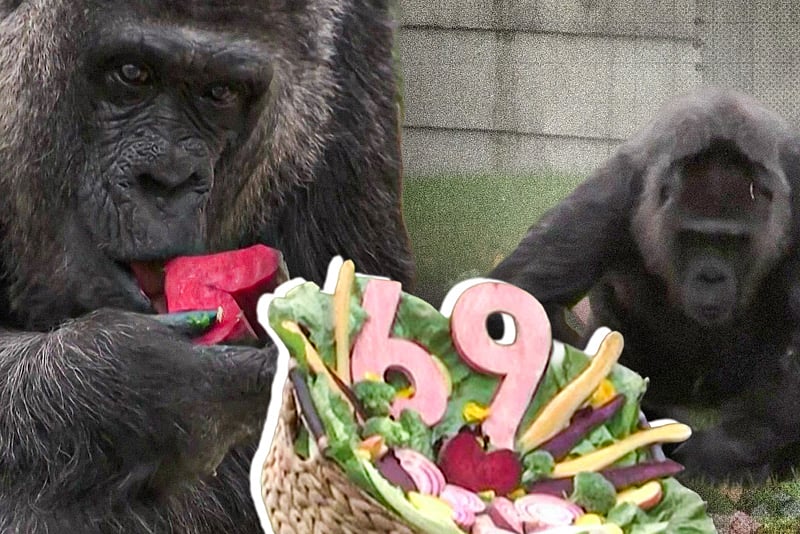 চিড়িয়াখানার ভেতরেই বিশ্বের সবচেয়ে বয়সী গরিলার জন্মদিন উদ্‌যাপন