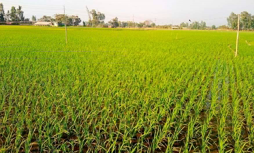 ডিজেল সংকট ও লোডশেডিংয়ে অচল ৪ হাজার সেচপাম্প, বোরো ধানের আবাদ নিয়ে দুশ্চিন্তা