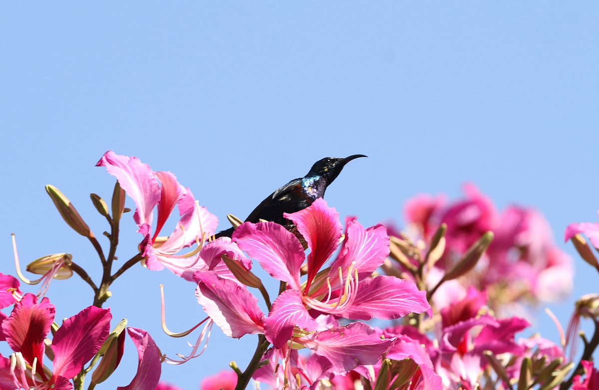 ছবি: সুপ্রিয় চাকমা