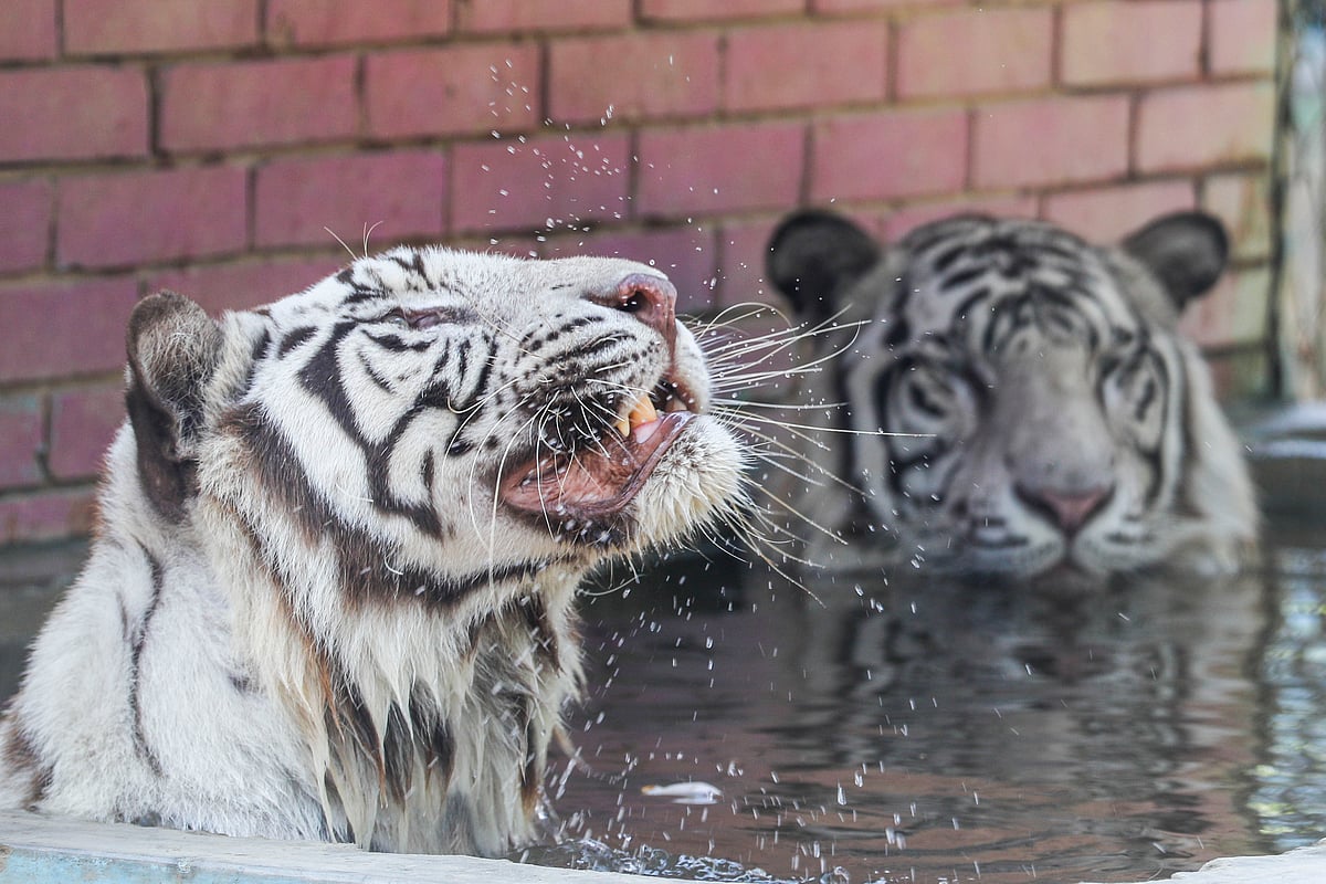 গরমে বাঘের দিনযাপন