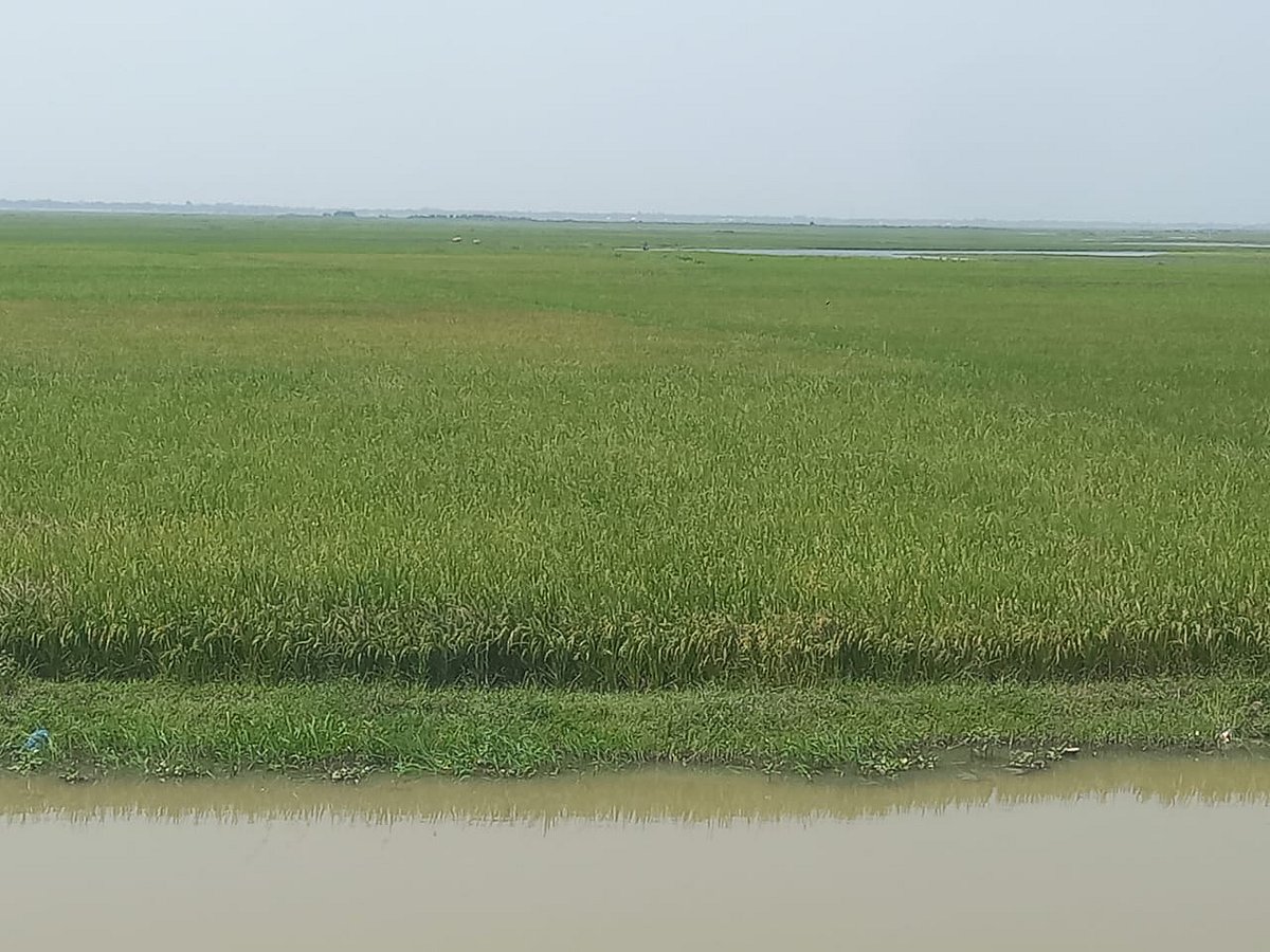 হাওরে ধানকাটা : শ্রমিকসংকট মোকাবিলায় যাদুকাটা নদীতে বন্ধ হচ্ছে বালু উত্তোলন