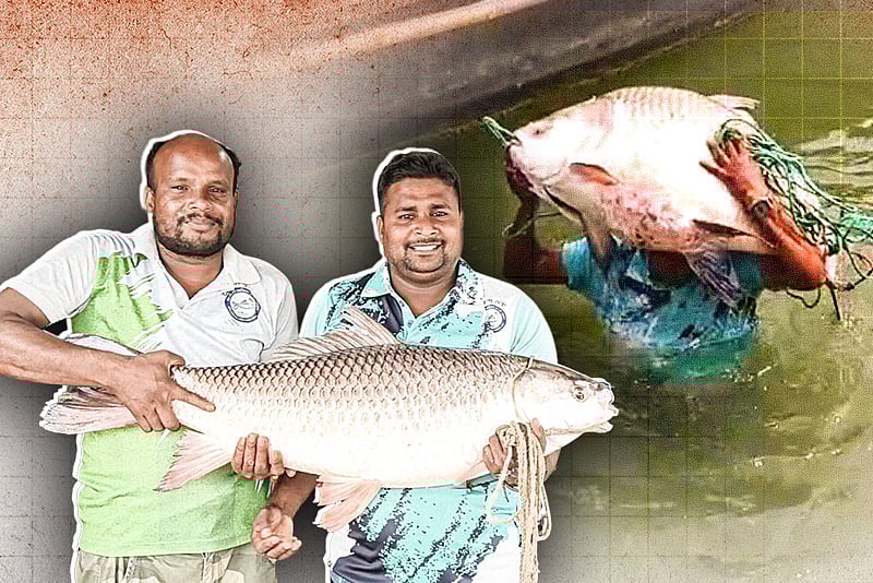 পদ্মায় জেলের জালে ৩০ কেজির কাতলা ও ১৪ কেজির রুই