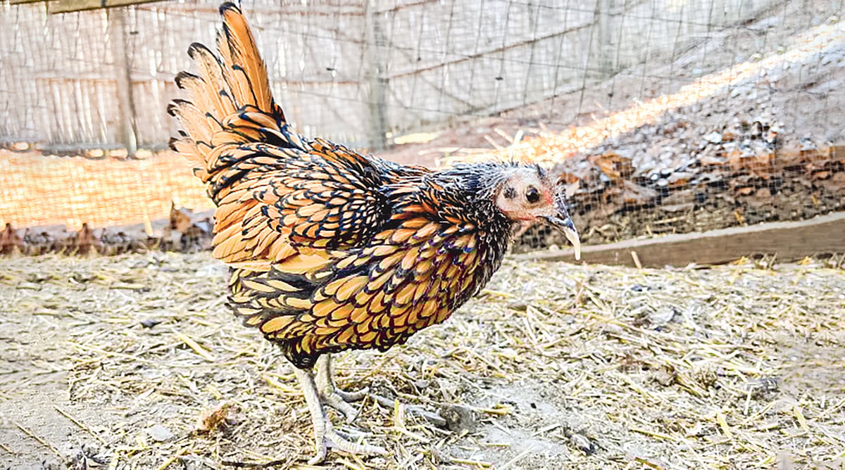 বিশ্বের সবচেয়ে বেশি বয়সী মুরগি