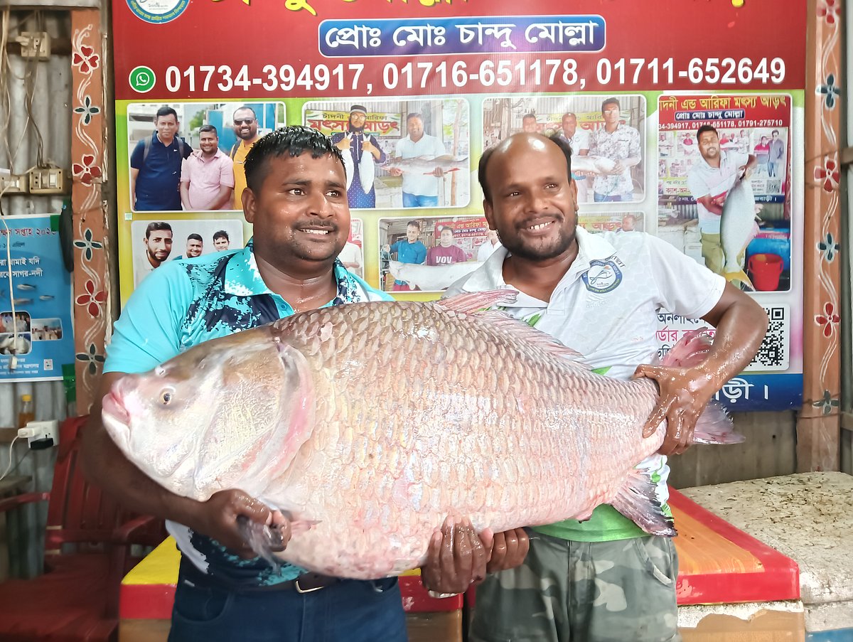 পদ্মা নদীর দুটি কাতলা-রুই বিক্রি হলো লাখ টাকার ওপরে