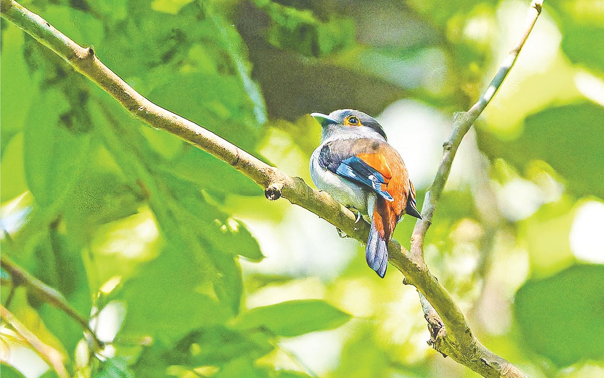 বিরল চাঁদিয়ালের সন্ধানে