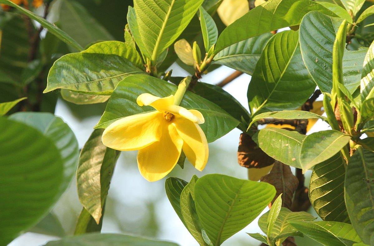 সবুজ পাতার মাঝে হলুদ কইনার ফুল।
