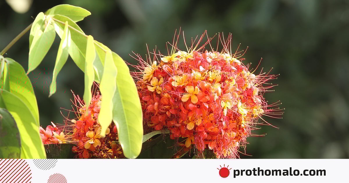 পাহাড়ে রঙিন ফুল পাহাড়ে রঙিন ফুল