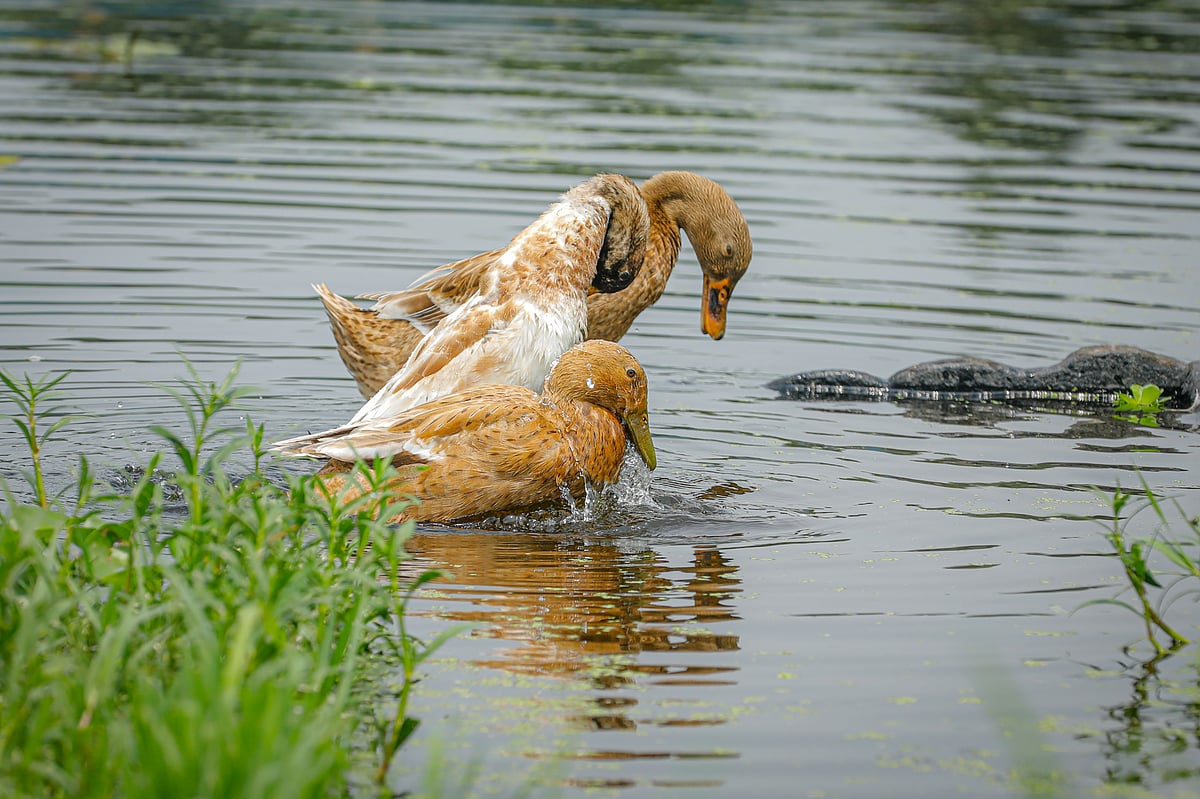 একঝলক (২১ এপ্রিল ২০২৬)