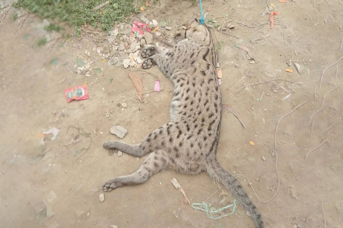 বিপন্ন মেছো বিড়ালকে মেরে ঝুলিয়ে রাখা হয় বৈদ্যুতিক খুঁটিতে, এক ব্যক্তিকে জরিমানা