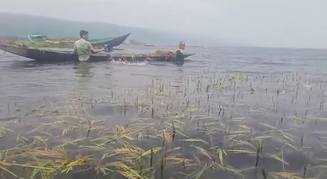সুনামগঞ্জে অকালবন্যার শঙ্কায় দ্রুত হাওরের ধান কাটার পরামর্শ পাউবোর