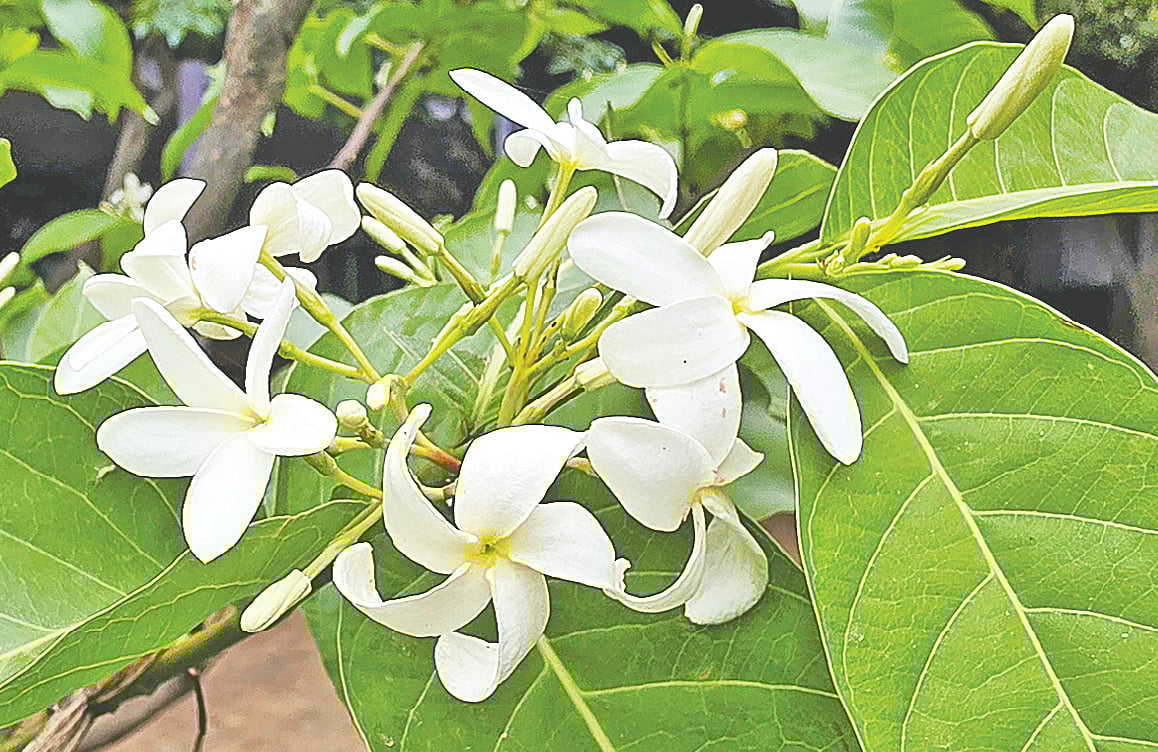 কুরচি ফুলের কিস্‌সা