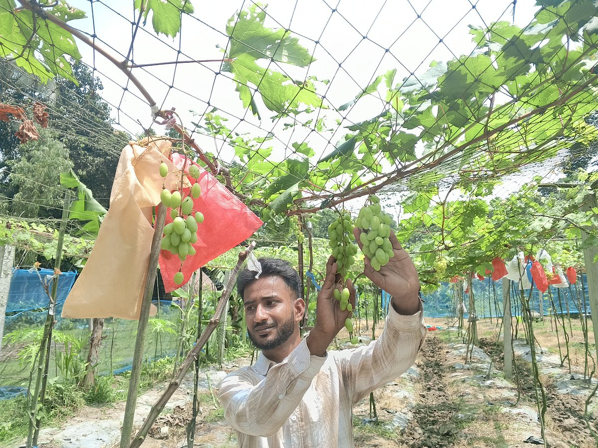 একটি চারা দিয়ে শুরু, ইকরামের বাগানে এখন ১৫০ জাতের আঙুর