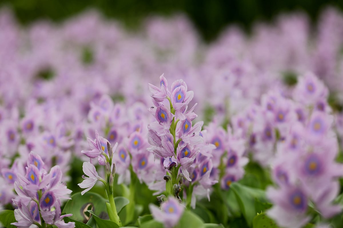 জলাভূমিতে রং ছড়ানো কচুরিপানা ফুল