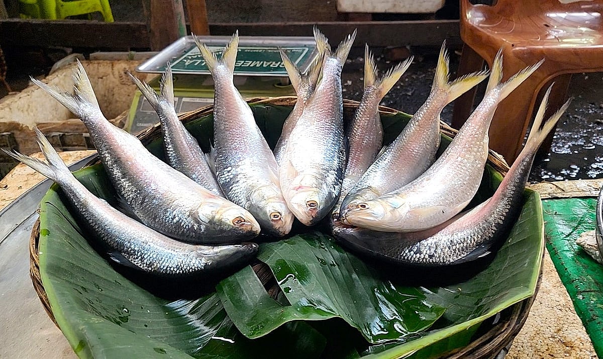 ইলিশ ছোট হওয়ার নেপথ্যের কারণ কী