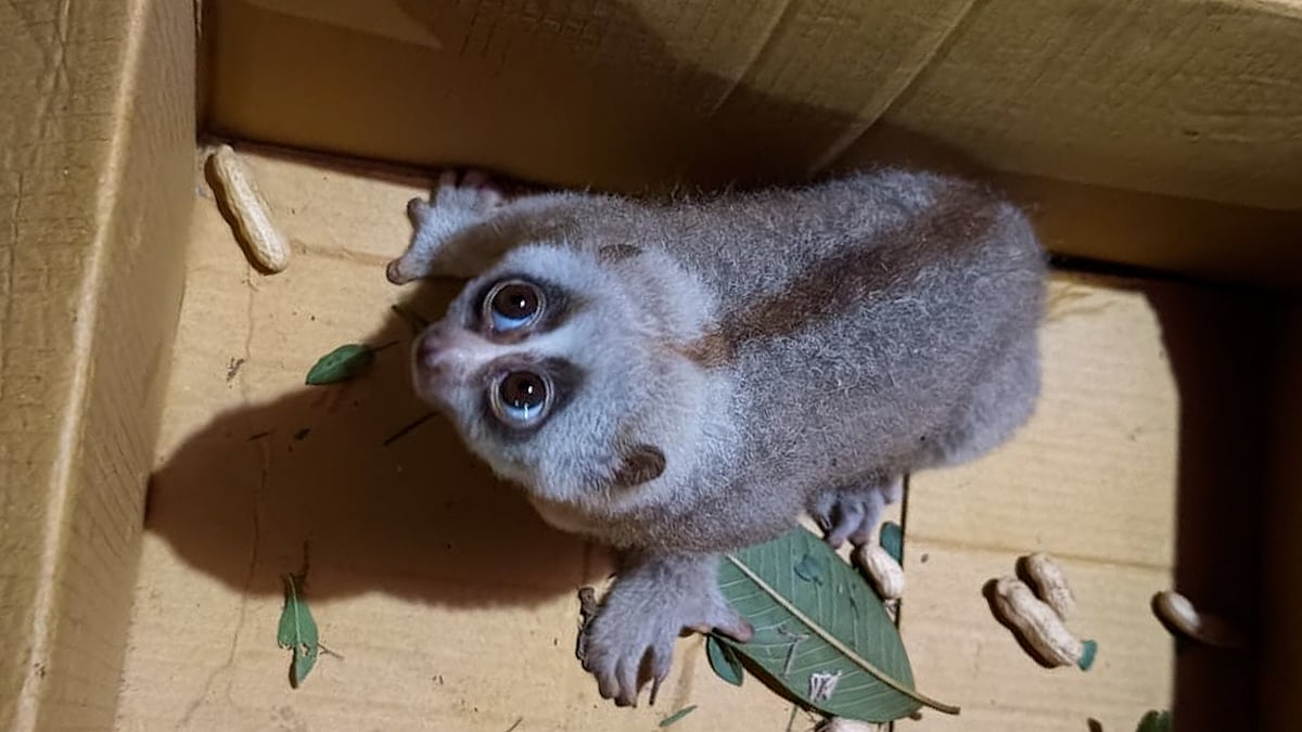 রাঙামাটিতে বিরল প্রজাতির লজ্জাবতী বানর উদ্ধার