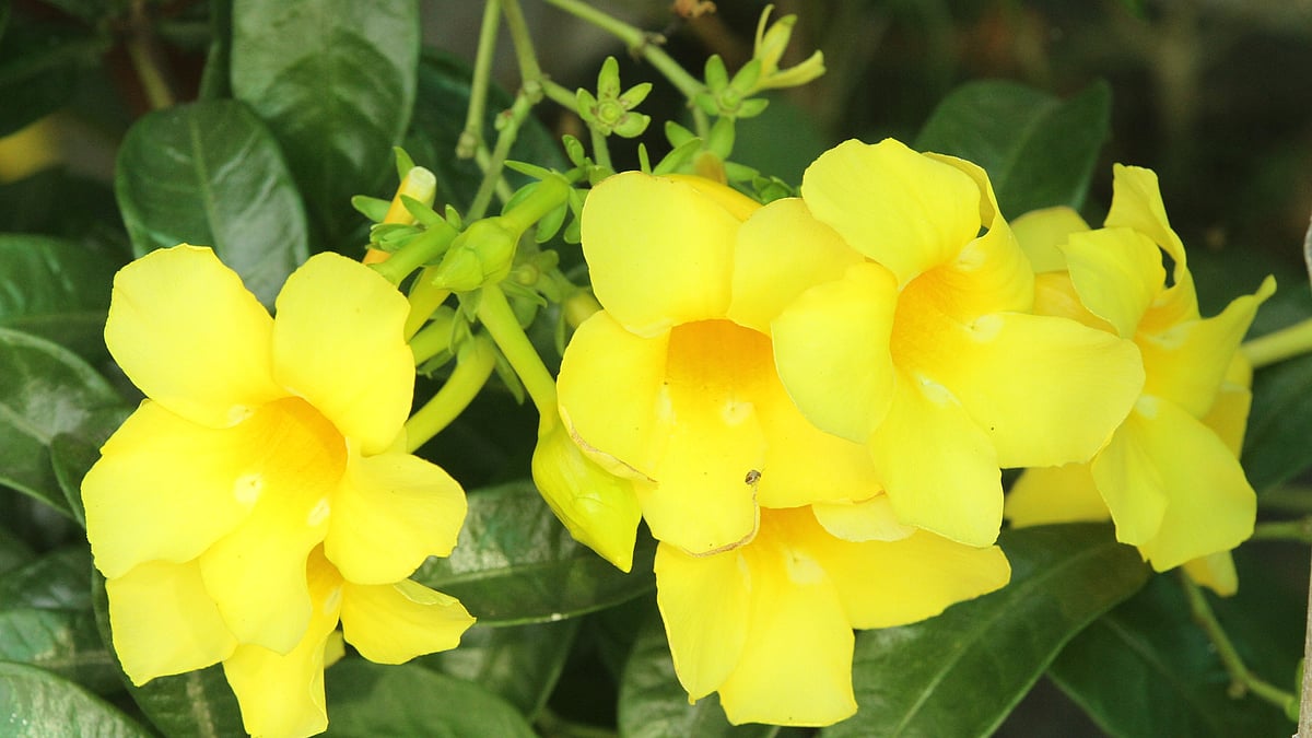 ছবি: সুপ্রিয় চাকমা