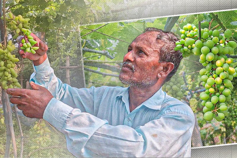 ৭০টি গাছ দিয়ে শুরু, এখন ১২০০টি আঙুরগাছ এই বাগানে