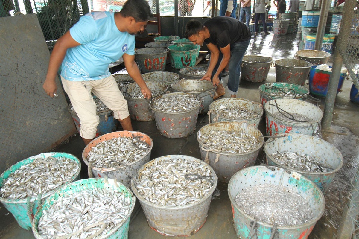কাপ্তাই হ্রদ থেকে কেন উধাও হয়ে যাচ্ছে রুই-কাতলা
