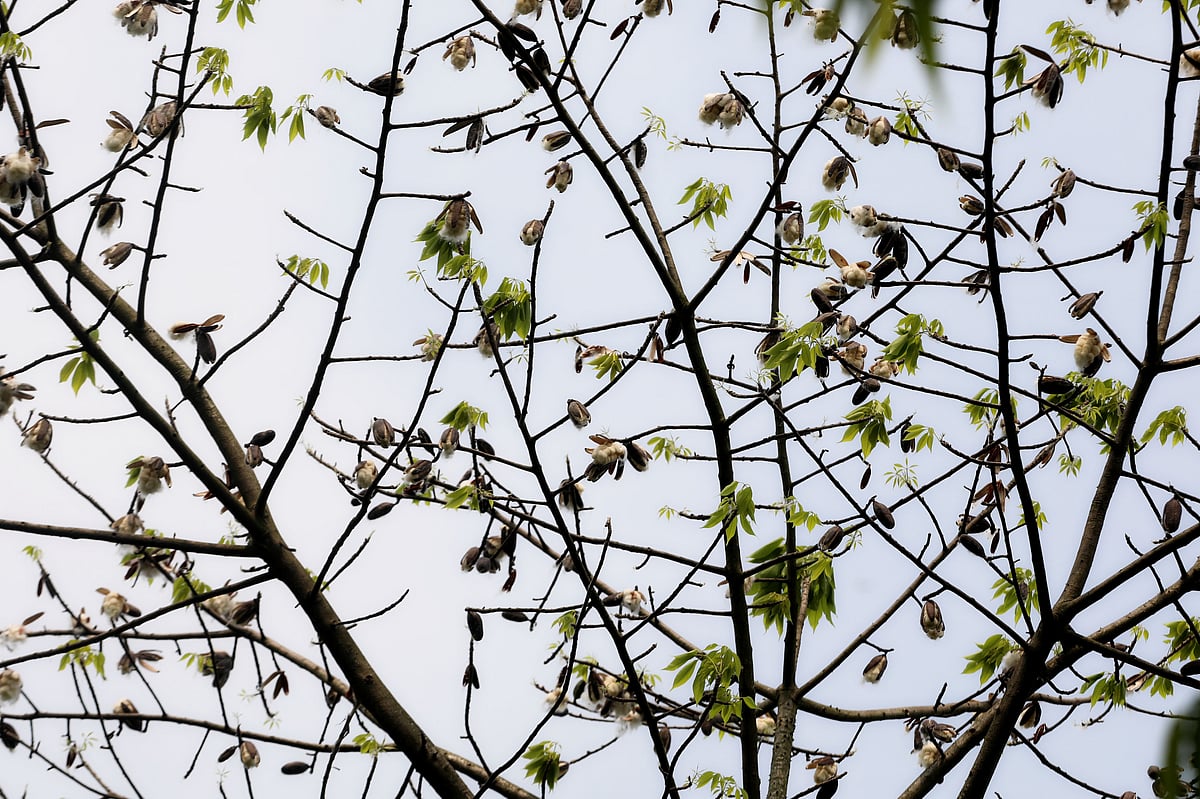 বৈশাখের গরমে ফলের খোলস ফেটে বেরিয়ে এসেছে শিমুলের তুলা 