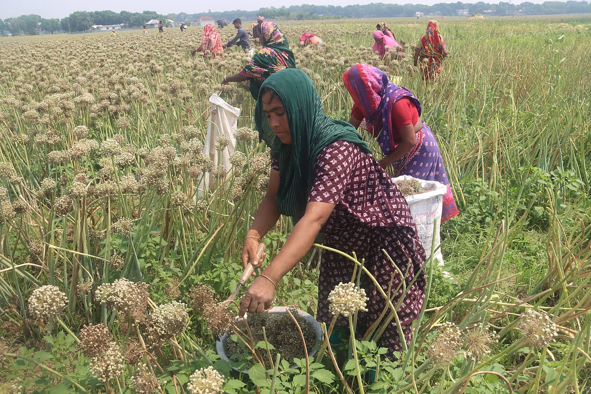 খেতে থেকে পেঁয়াজের বীজ তুলছেন নারীরা