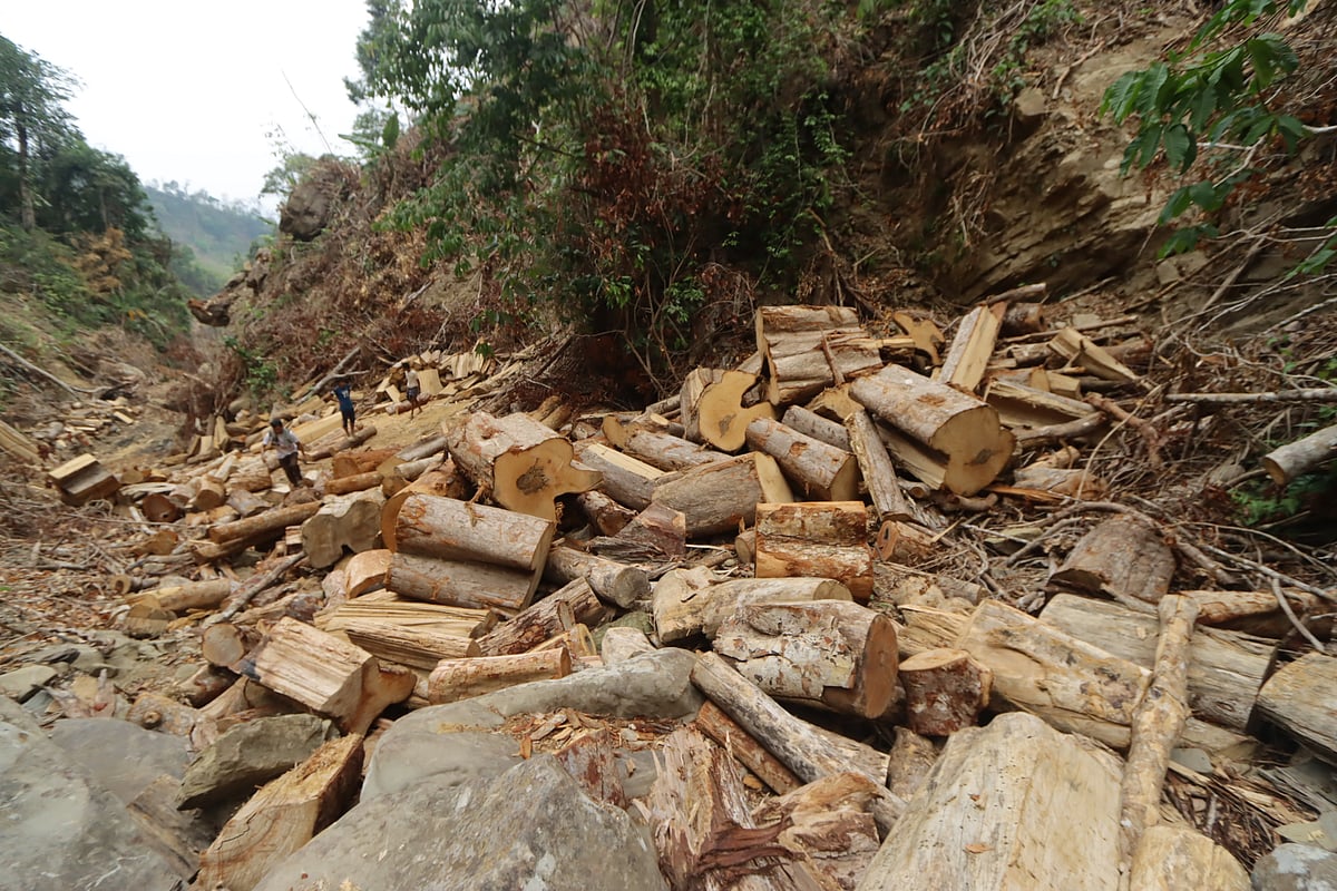 বান্দরবানে পাড়াবনে কাটা পড়ছে শতবর্ষী গাছ