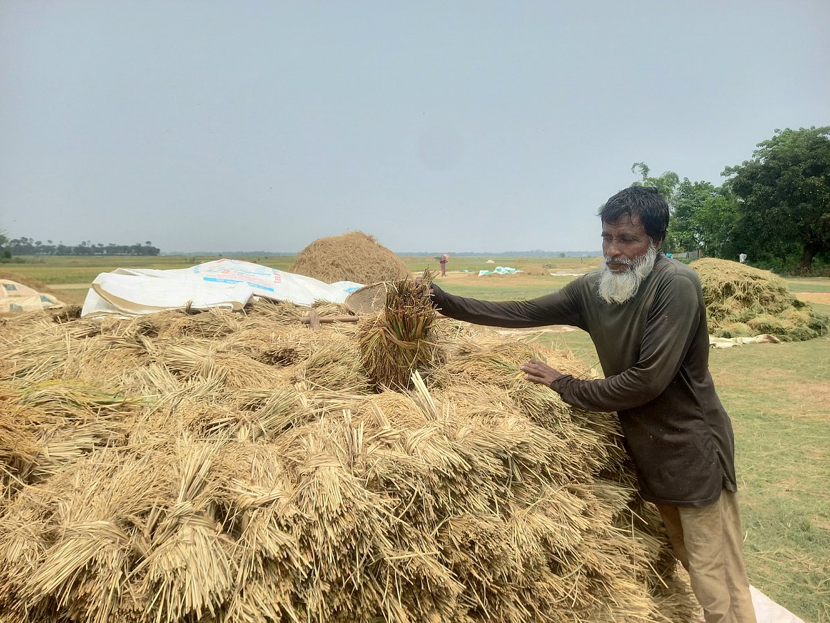 আকস্মিক বন্যা পরিস্থিতির শঙ্কা, চার দিনের মধ্যে হাওরের ধান কাটার অনুরোধ পাউবোর