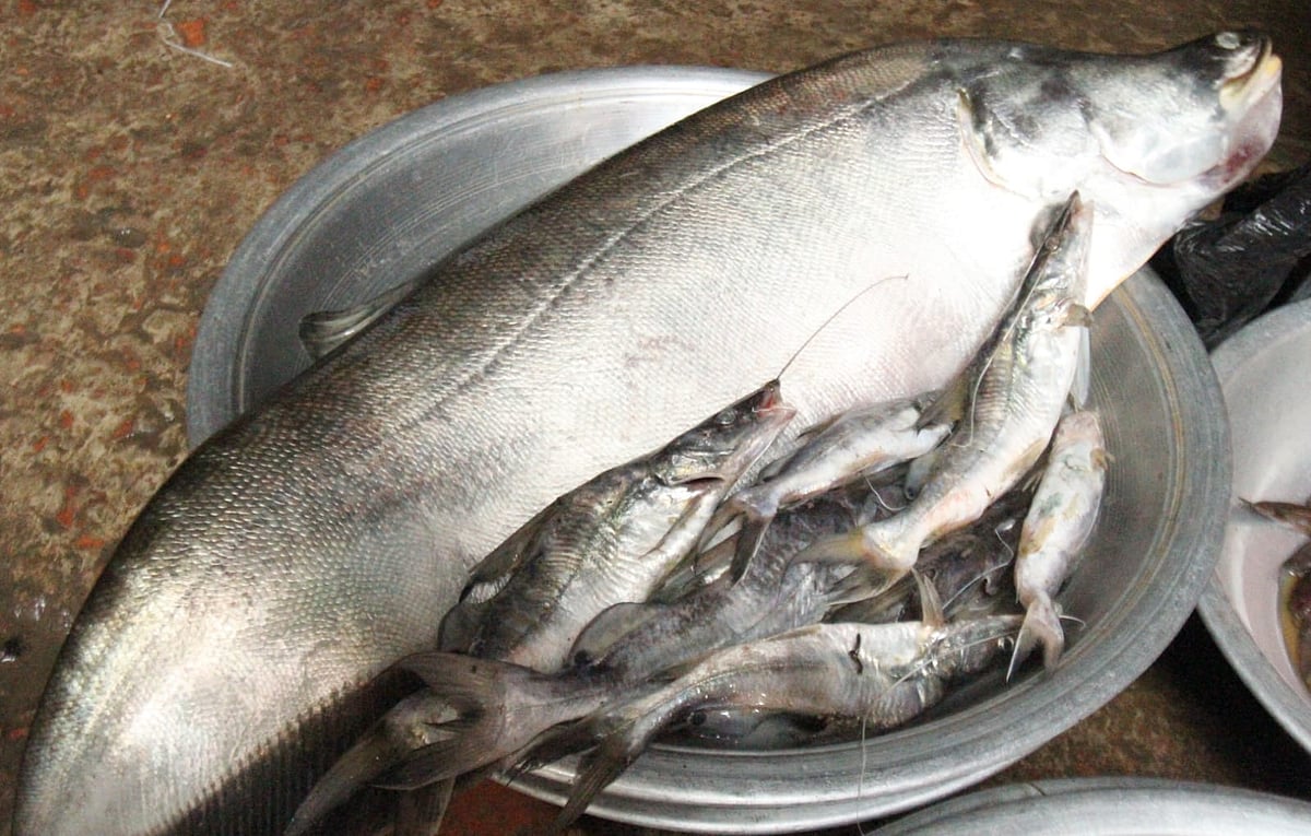 বড় আকারের একটি চিতল মাছ, যার সঙ্গে রয়েছে আরও কিছু ছোট মাছ। কাপ্তাই হ্রদে এখন বড় মাছের সংখ্যা বেশ কমে এসেছে
 